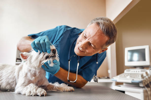 Best Same-Day Emergency Dentist in Walkerton, IN